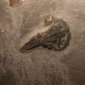  Sproing Pics (35/92)